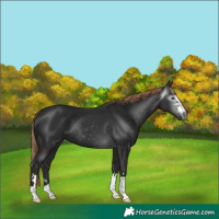 Horse Color:Gray Liver Chestnut