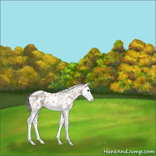 Horse Color:Bay Dun Splash Leopard 