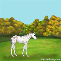 Horse Color:Bay Dun Splash Leopard