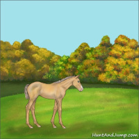 Horse Color:Gold Cream Champagne 