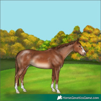Horse Color:Chestnut 