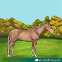 Horse Color:Gold Champagne