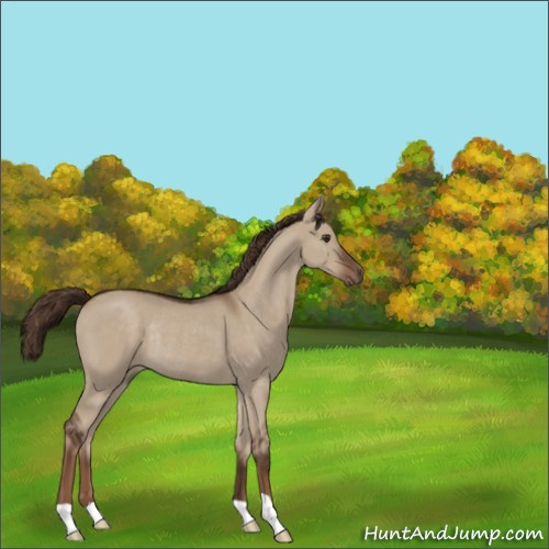 Horse Color:Liver Red Dun Rabicano 