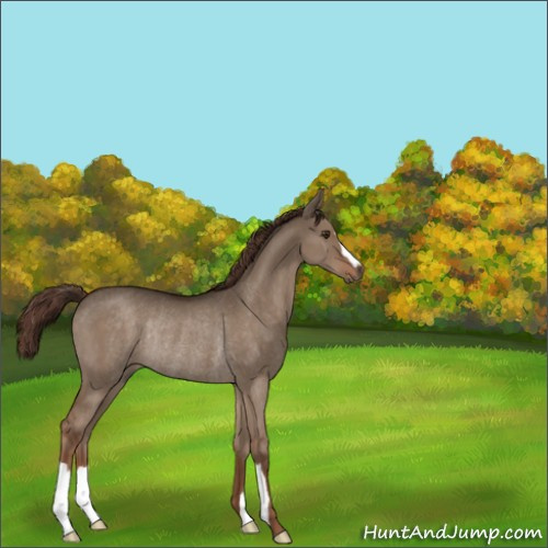 Horse Color:Liver Red Dun Rabicano 