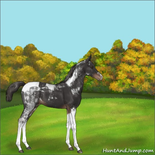Horse Color:Liver Chestnut Tobiano 