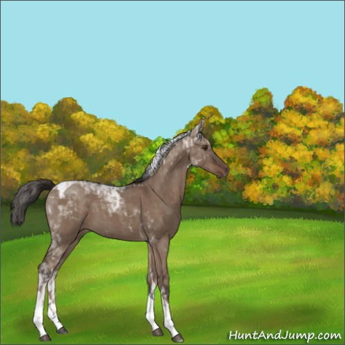 Horse Color:Liver Red Dun Tobiano Rabicano 