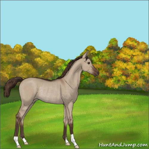 Horse Color:Liver Red Dun Rabicano 
