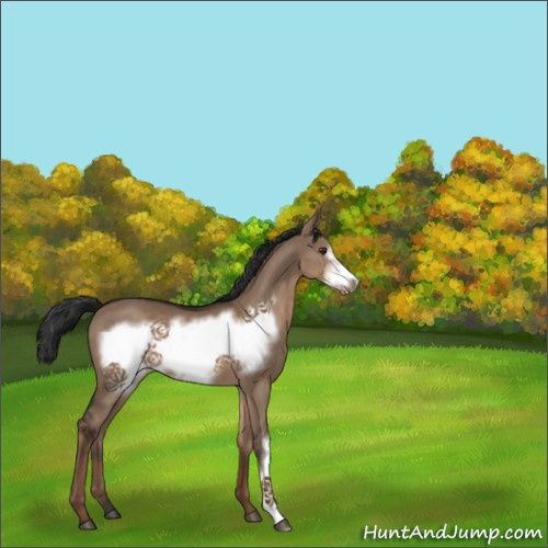 Horse Color:Liver Red Dun Frame 