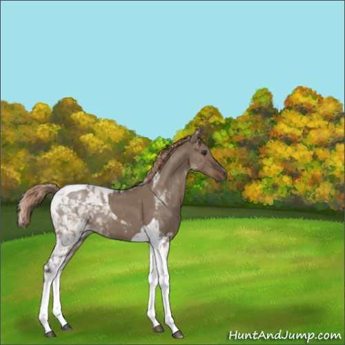 Horse Color:Liver Red Dun Roan Tobiano 