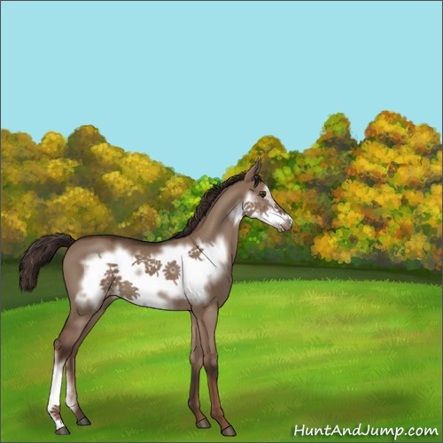 Horse Color:Liver Red Dun Frame 