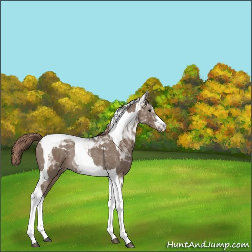 Horse Color:Liver Red Dun Tobiano Rabicano 