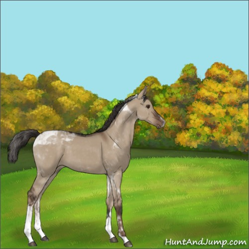 Horse Color:Liver Red Dun Tobiano Rabicano 