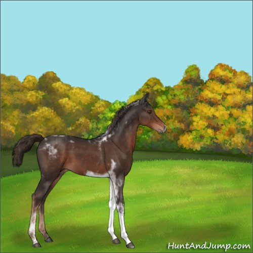Horse Color:Liver Chestnut Tobiano 