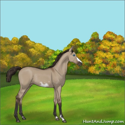 Horse Color:Liver Red Dun Frame Rabicano 