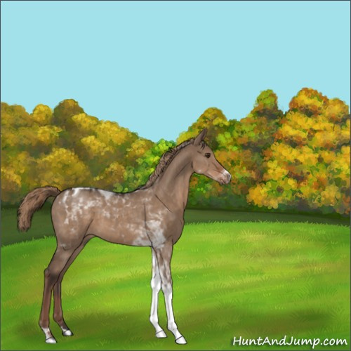 Horse Color:Liver Red Dun Tobiano Rabicano 