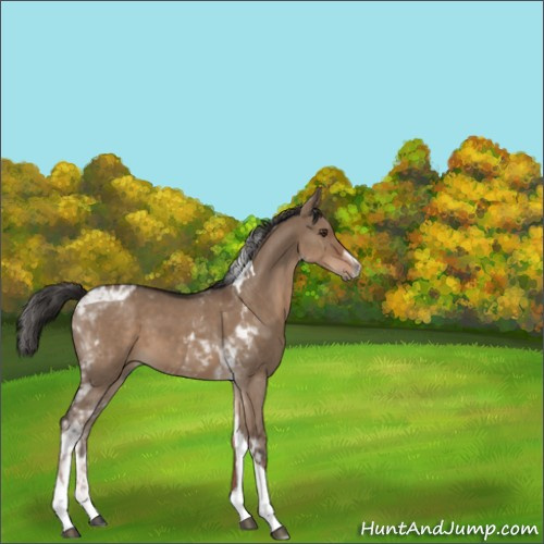 Horse Color:Liver Red Dun Tobiano Rabicano 