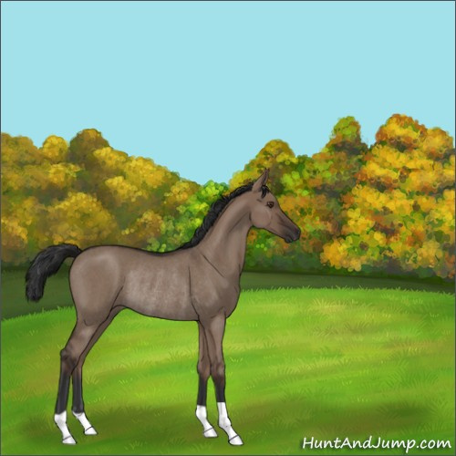 Horse Color:Liver Red Dun Roan Rabicano 