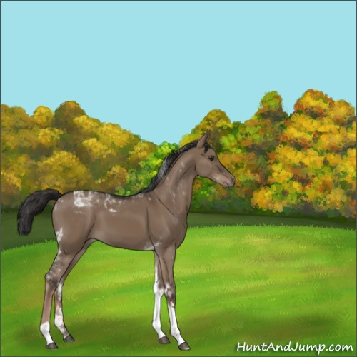 Horse Color:Liver Red Dun Tobiano Rabicano 