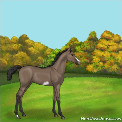 Horse Color:Liver Red Dun Frame Rabicano 