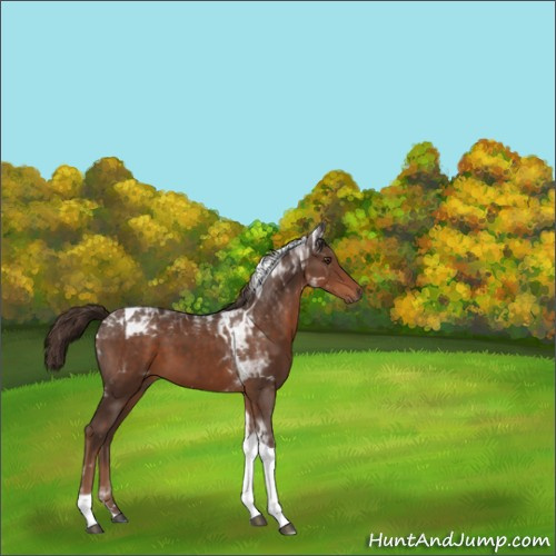 Horse Color:Liver Chestnut Tobiano 