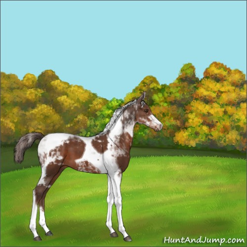 Horse Color:Liver Chestnut Tobiano 