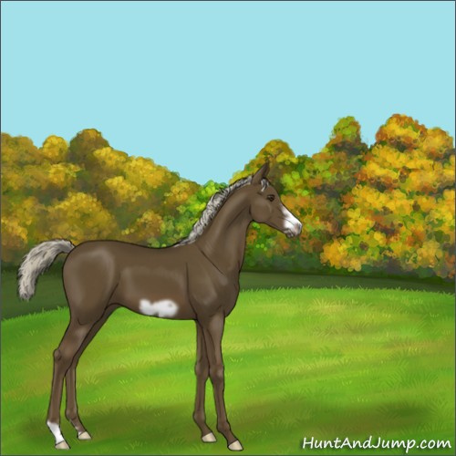 Horse Color:Chocolate Palomino Frame 