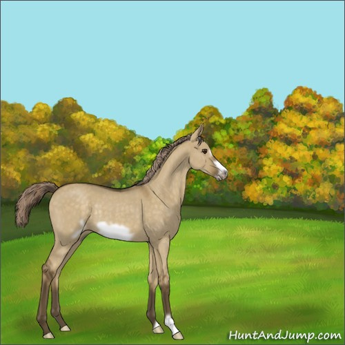 Horse Color:Chocolate Palomino Roan Dun Frame Rabicano 
