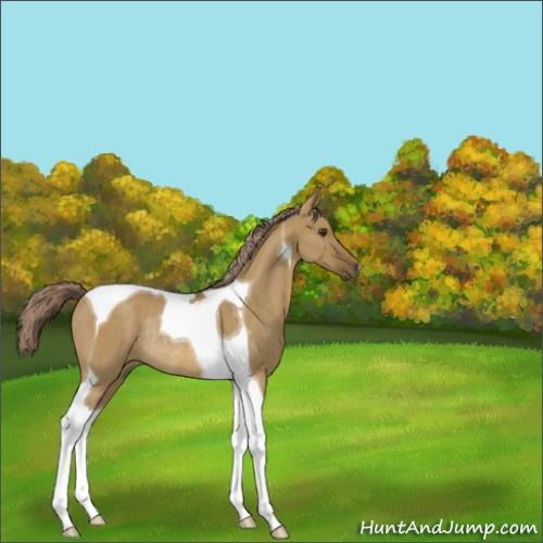 Horse Color:Chocolate Palomino Dun Tobiano Rabicano 