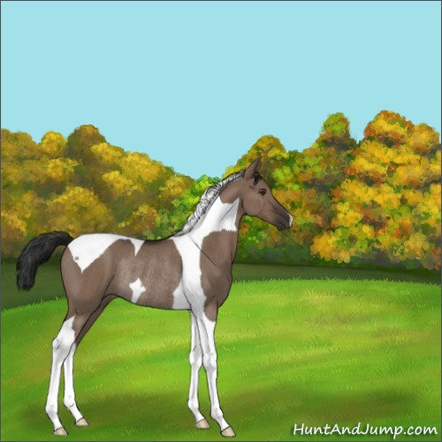 Horse Color:Liver Red Dun Tobiano Rabicano 