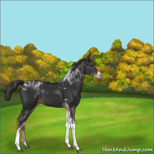 Horse Color:Liver Chestnut Tobiano 