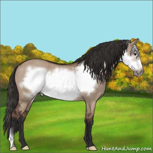 Horse Color:Liver Red Dun Frame Rabicano 