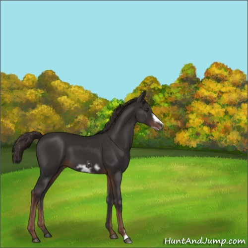 Horse Color:Liver Chestnut Frame 