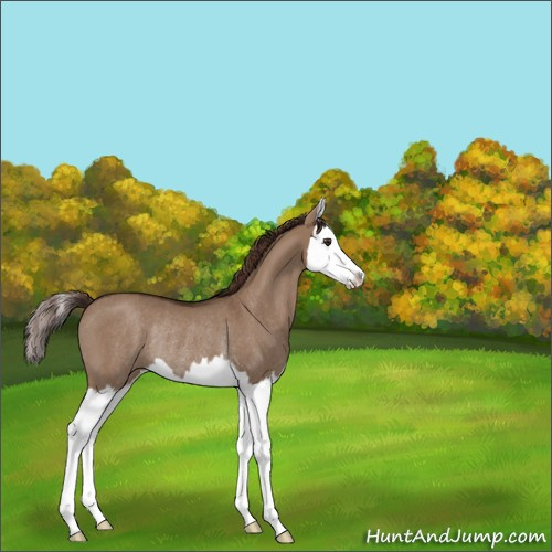 Horse Color:Liver Red Dun Splash Rabicano 