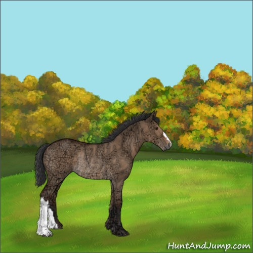Horse Color:Bay Ice Dun Rabicano 