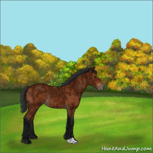 Horse Color:Bay Ice Rabicano 