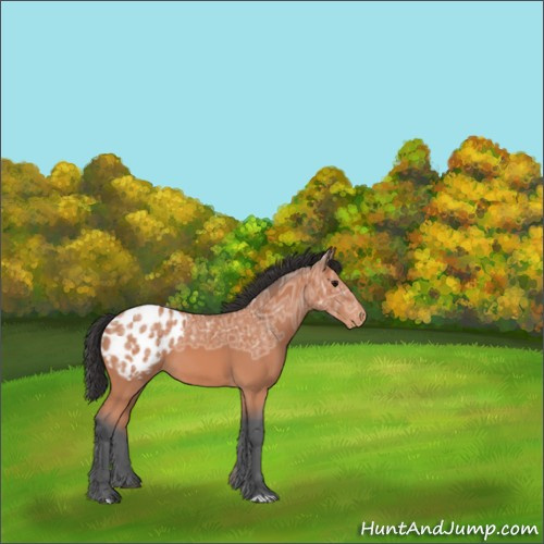 Horse Color:Bay Ice Appaloosa 