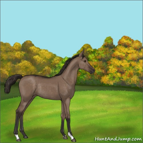 Horse Color:Liver Red Dun Rabicano 