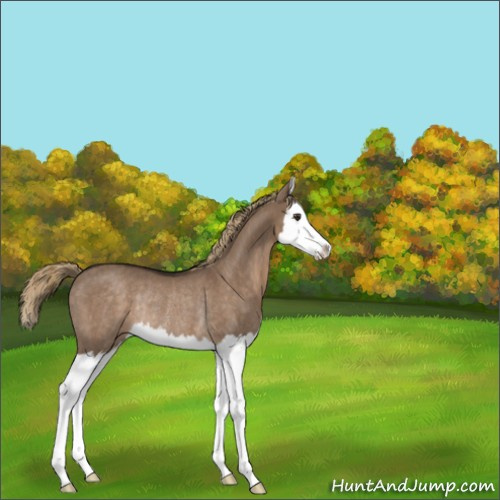 Horse Color:Liver Red Dun Splash Rabicano 