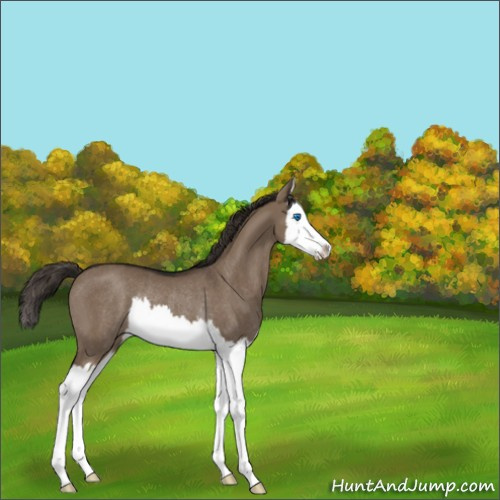 Horse Color:Liver Red Dun Splash Rabicano 