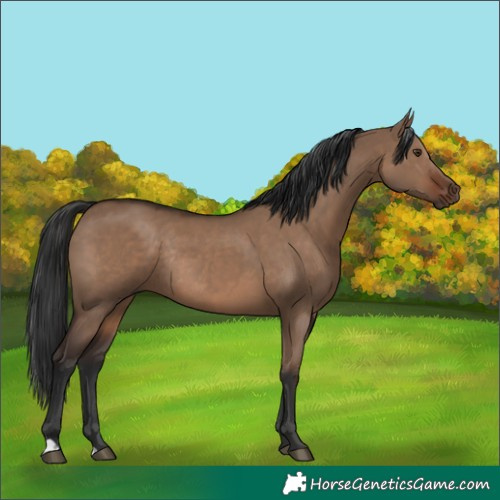 Horse Color:Liver Red Dun Rabicano 