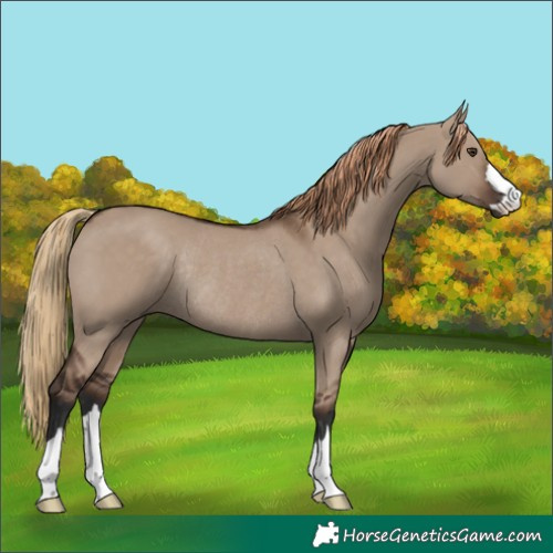 Horse Color:Liver Red Dun Rabicano 