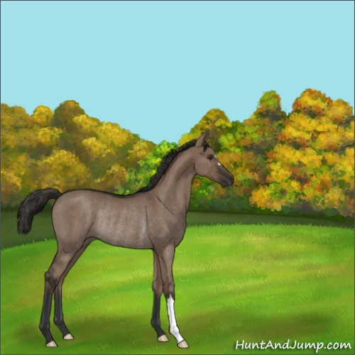 Horse Color:Liver Red Dun Rabicano 