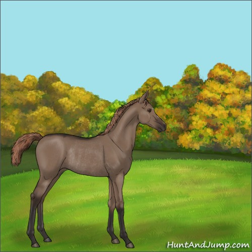 Horse Color:Liver Red Dun Rabicano 