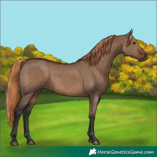 Horse Color:Liver Red Dun Rabicano 