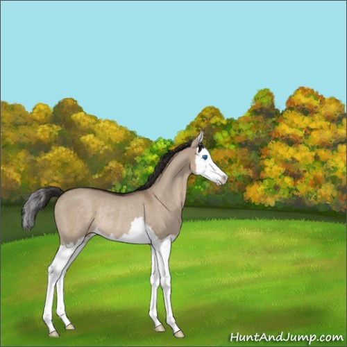 Horse Color:Liver Red Dun Splash Rabicano 