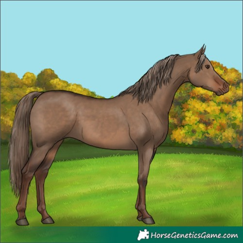 Horse Color:Liver Red Dun Rabicano 