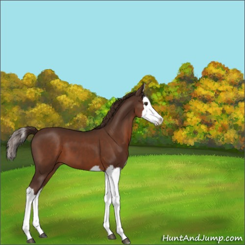 Horse Color:Liver Chestnut Splash 