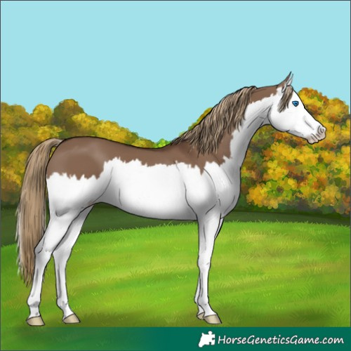 Horse Color:Liver Red Dun Splash 