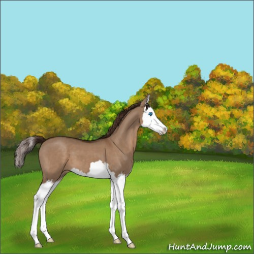 Horse Color:Liver Red Dun Splash 