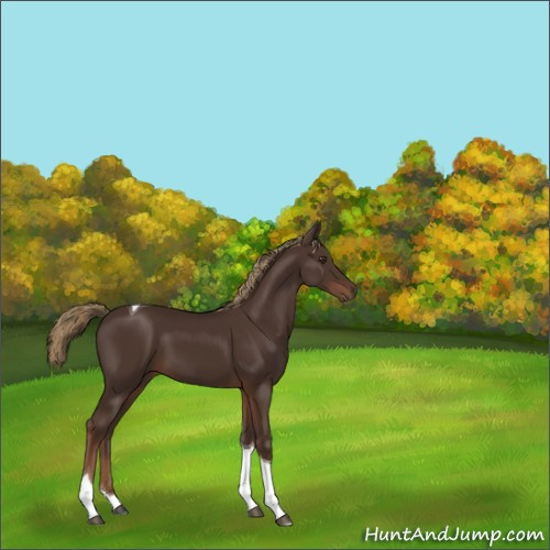 Horse Color:Liver Chestnut Tobiano 